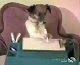 Dogs Funny Home Movies