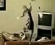 Cat Play's With A Ceiling Fan