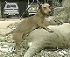 Dog Gets Busy With Lion