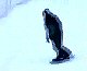 Snowboard Hits Camera Man
