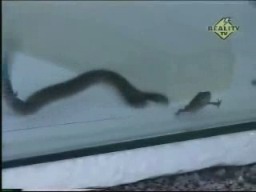 2 Headed Snake