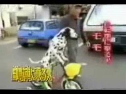 Dog Riding A Bike