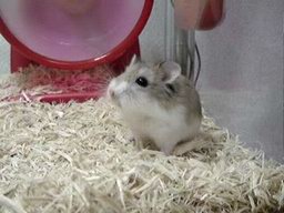 Hamster Flips Off Wheel