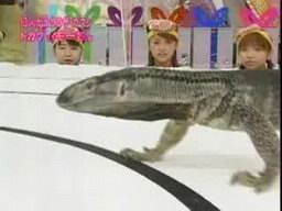 Japanese Television Lizards Meathead
