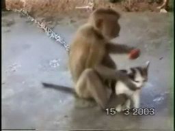 Monkey With A Pet Cat