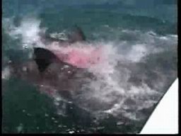 Shark Attack While Fishing