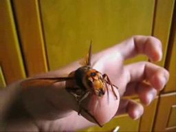 Tamed Wasp